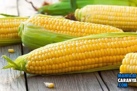 Manfaat Jagung Untuk Ibu Hamil