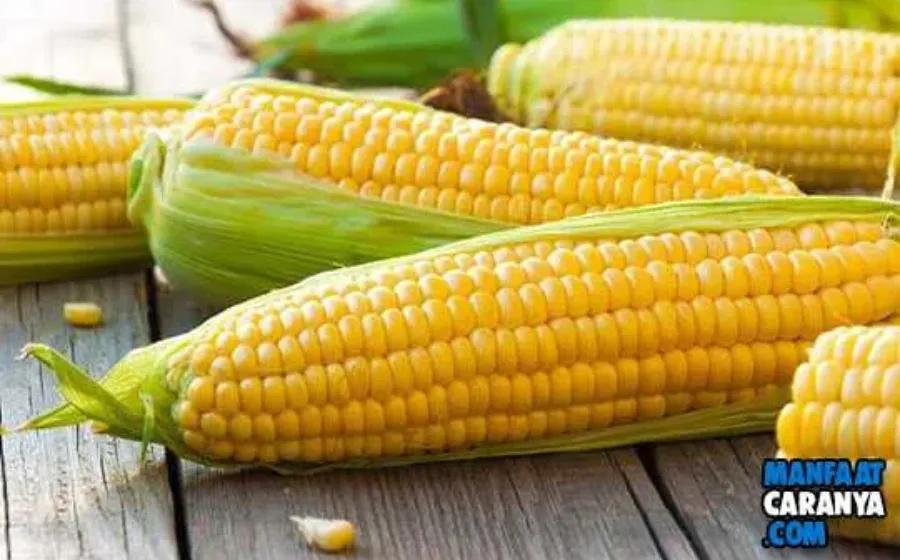 Manfaat Jagung Untuk Ibu Hamil