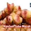 Manfaat Jahe Merah Bagi Kesehatan