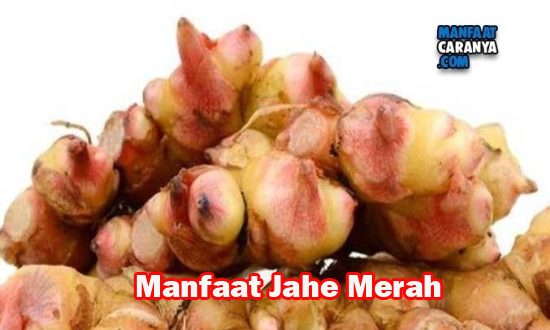 Manfaat Jahe Merah Bagi Kesehatan