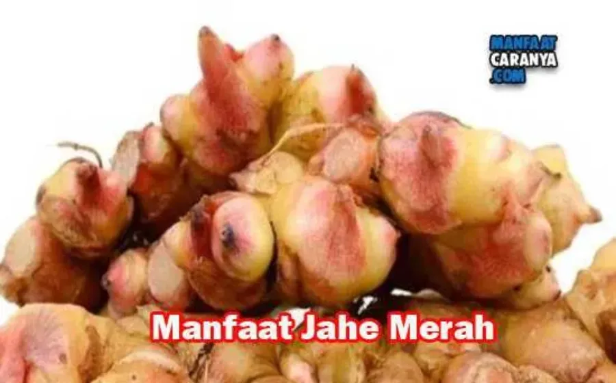 Manfaat Jahe Merah Bagi Kesehatan