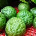 Manfaat Jeruk Limo Untuk Kesehatan