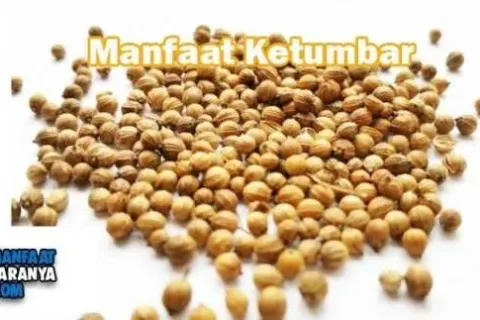 Manfaat Ketumbar Untuk Kesehatan Tubuh Yang Luar Biasa