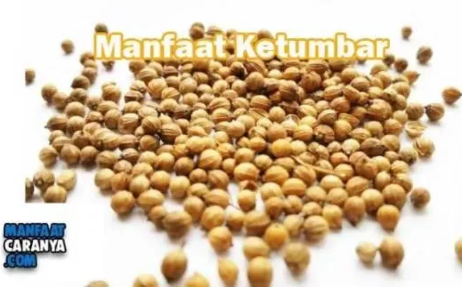 Manfaat Ketumbar Untuk Kesehatan Tubuh Yang Luar Biasa