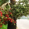 Manfaat Pinang Untuk Kesehatan Mampu Meningkatkan Stamina