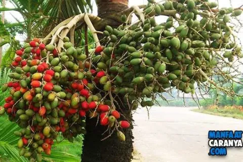 Manfaat Pinang Untuk Kesehatan Mampu Meningkatkan Stamina