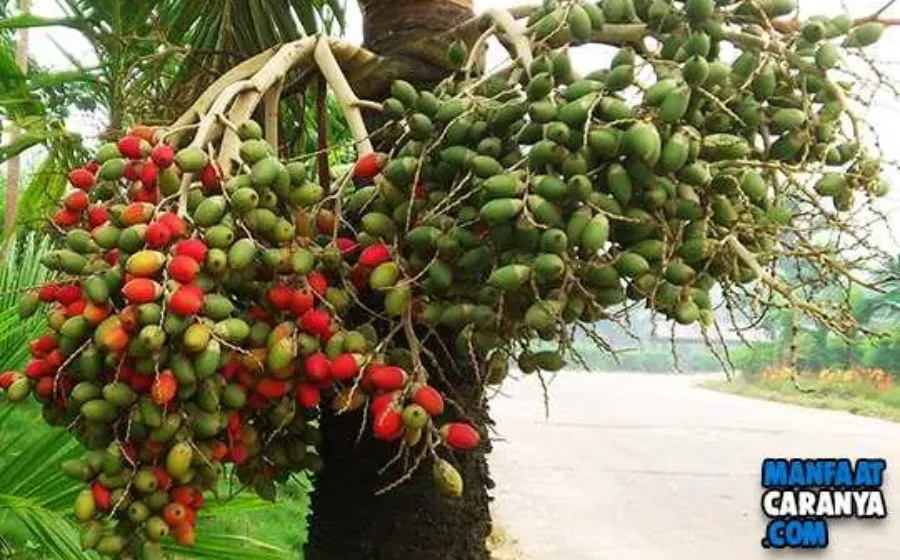 Manfaat Pinang Untuk Kesehatan Mampu Meningkatkan Stamina