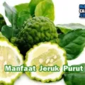 Manfat Dan Khasiat Jeruk Purut