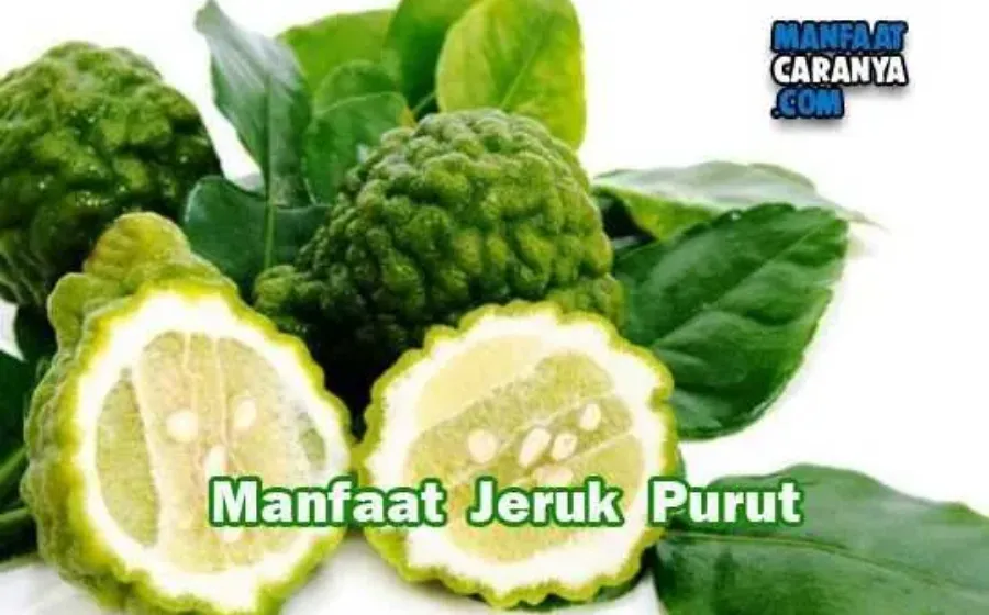 Manfat Dan Khasiat Jeruk Purut