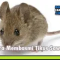 Cara Membasmi Hama Tikus Sawah