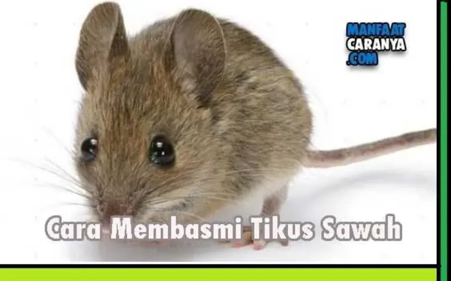 Cara Membasmi Hama Tikus Sawah