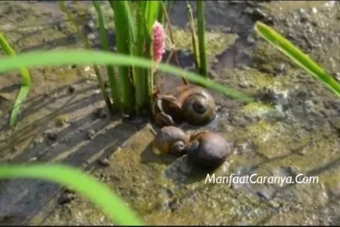 Cara Membasmi Keong Sawah yang Efektif