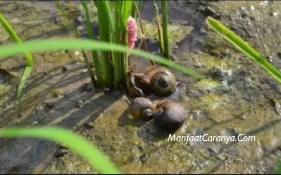 Cara Membasmi Keong Sawah yang Efektif