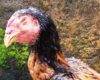 Cara Mengobati Ayam Ngorok dan Pilek