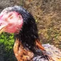 Cara Mengobati Ayam Ngorok