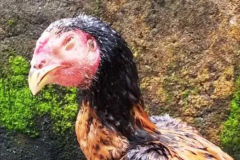Cara Mengobati Ayam Ngorok