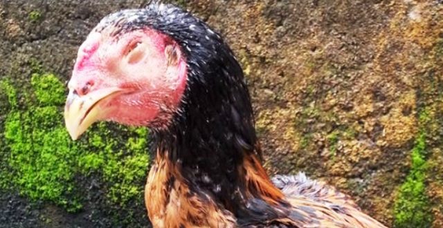 Cara Mengobati Ayam Ngorok