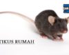 Cara Mengusir Tikus Rumah Secara Alami yang Efektif