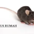 Cara Mengusir Tikus Rumah Secara Alami