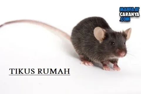 Cara Mengusir Tikus Rumah Secara Alami