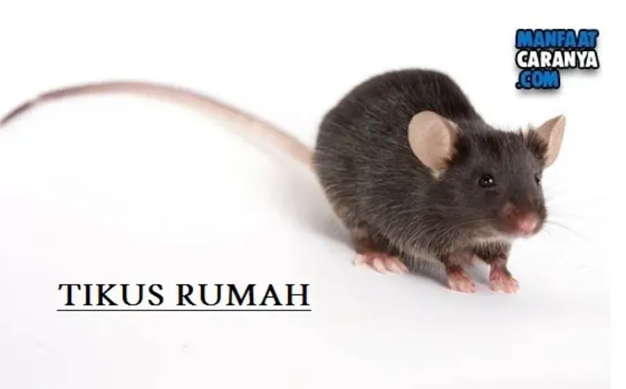 Cara Mengusir Tikus Rumah Secara Alami