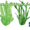 Khasiat Rumput Laut