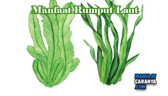 Khasiat Rumput Laut