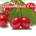Manfaat Buah Cery Bagi Kesehatan