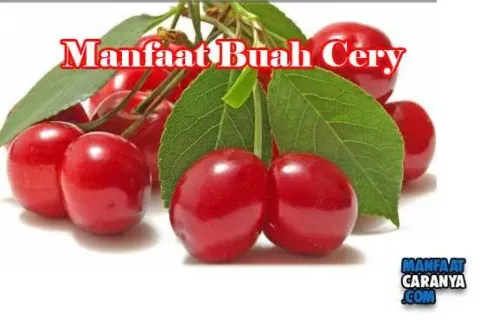 Manfaat Buah Cery Bagi Kesehatan