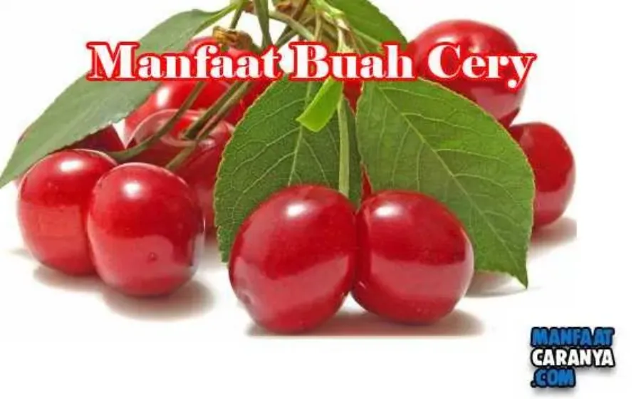 Manfaat Buah Cery Bagi Kesehatan