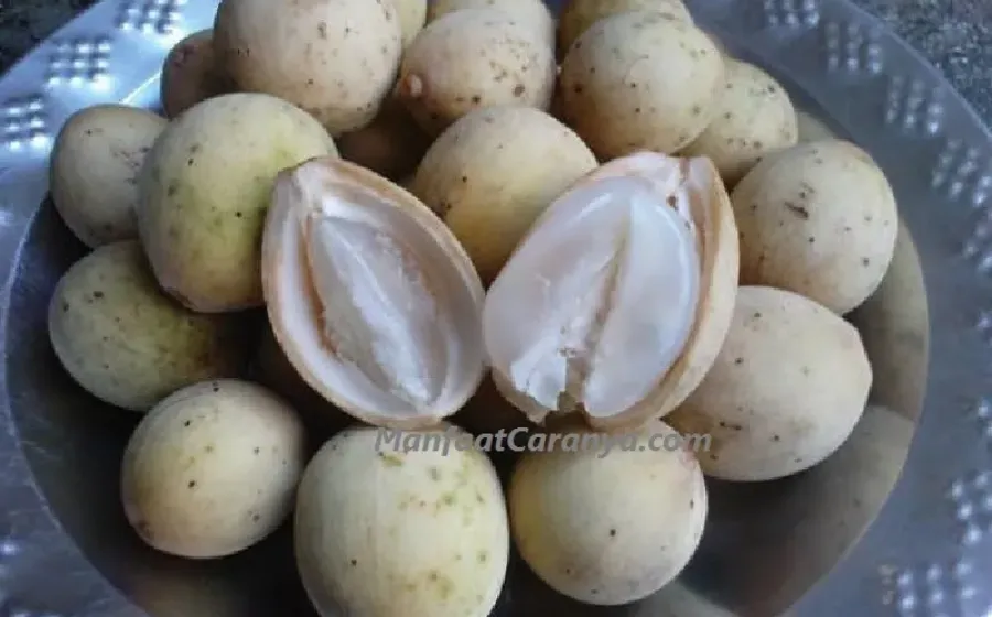 Manfaat Buah Duku Menurunkan Berat Badan, Cara Alamai Atasi Lemak Berlebih