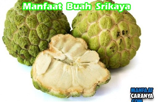 Manfaat Buah Srikaya Untuk Kesehatan Tubuh