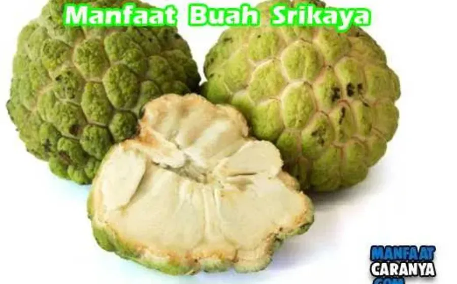 Manfaat Buah Srikaya Untuk Kesehatan Tubuh