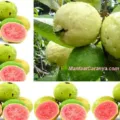 Manfaat Jambu Biji untuk Kesehatan Jantung