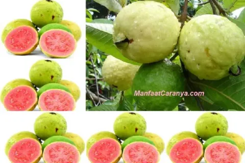 Manfaat Jambu Biji untuk Kesehatan Jantung