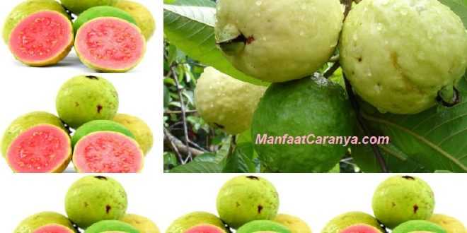 Manfaat Jambu Biji untuk Kesehatan Jantung
