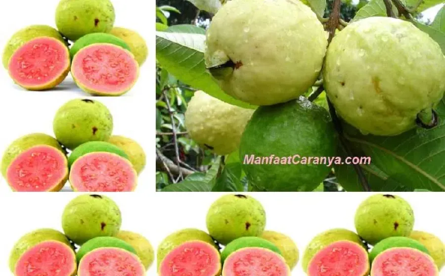 Manfaat Jambu Biji untuk Kesehatan Jantung