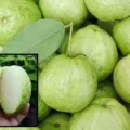Manfaat Jambu Kristal untuk Kesehatan Kulit, Khasiat Buah Tanpa Biji