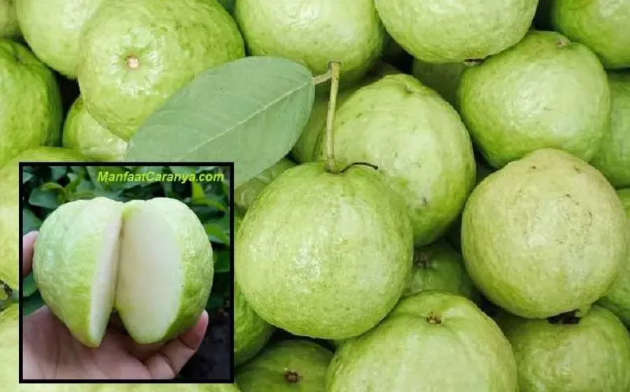 Manfaat Jambu Kristal untuk Kesehatan Kulit, Khasiat Buah Tanpa Biji