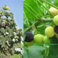 Manfaat Jarak Mengatasi Sembelit (Konstipasi), Solusi Susah BAB dengan Alami Herbal