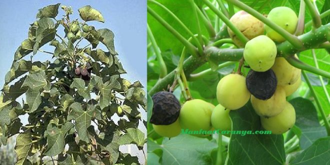 Manfaat Jarak Mengatasi Sembelit (Konstipasi), Solusi Susah BAB dengan Alami Herbal