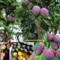 Manfaat Mangga Kasturi untuk Kolesterol, Khasiat Atasi Tubuh Berlemak dengan Buah Asal Kalsel