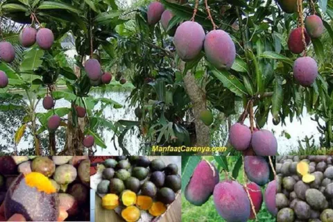Manfaat Mangga Kasturi untuk Kolesterol, Khasiat Atasi Tubuh Berlemak dengan Buah Asal Kalsel