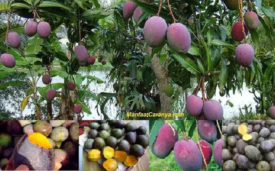 Manfaat Mangga Kasturi untuk Kolesterol, Khasiat Atasi Tubuh Berlemak dengan Buah Asal Kalsel