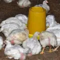Cara Mengobati Ayam Sakit