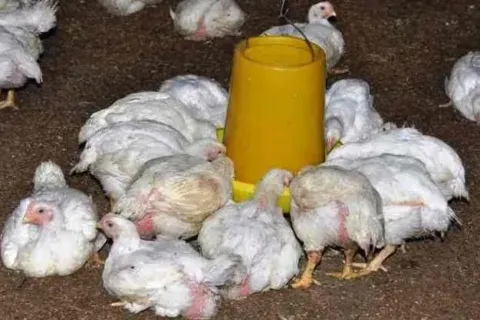 Cara Mengobati Ayam Sakit