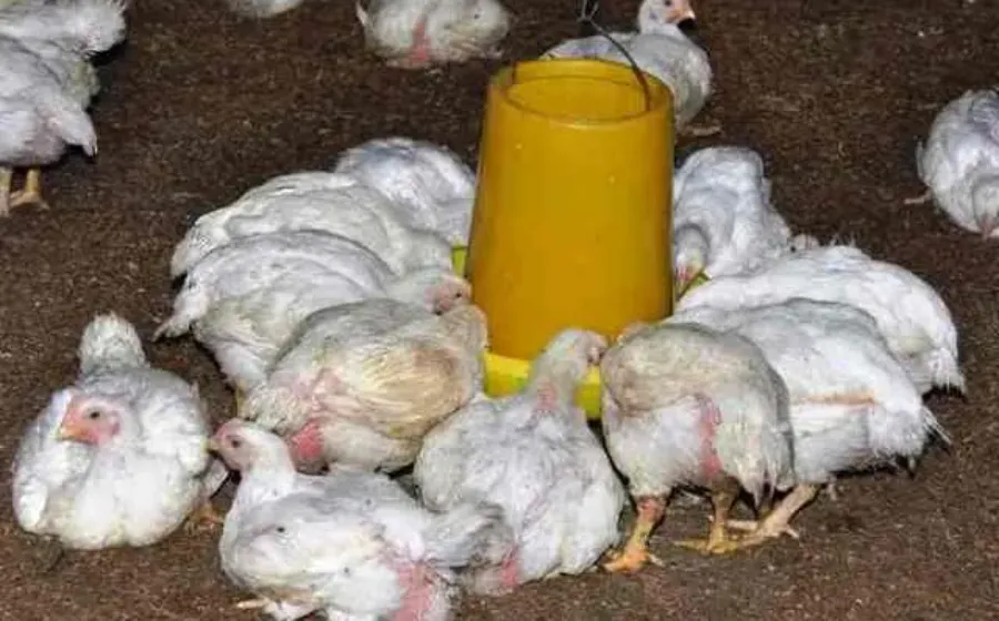 Cara Mengobati Ayam Sakit
