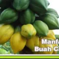 Khasiat Buah Carica Untuk Kesehatan