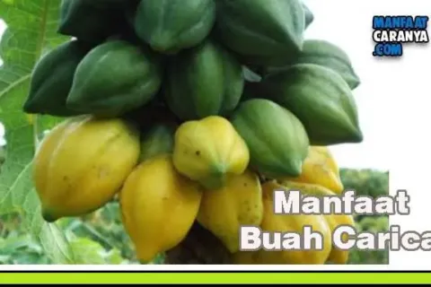 Khasiat Buah Carica Untuk Kesehatan