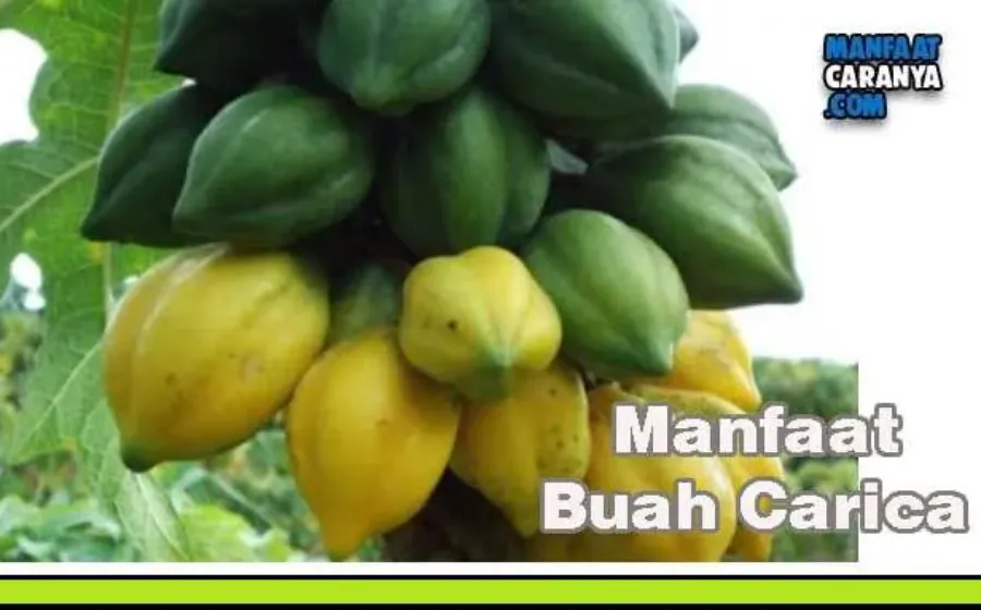 Khasiat Buah Carica Untuk Kesehatan